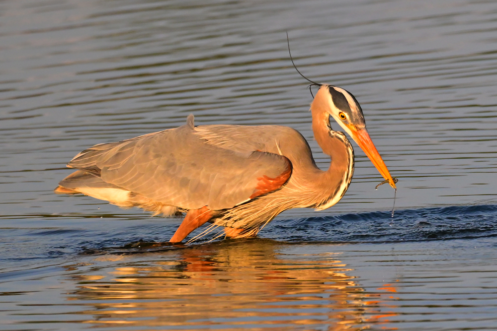 Great Blue Heron Great Blue Heron